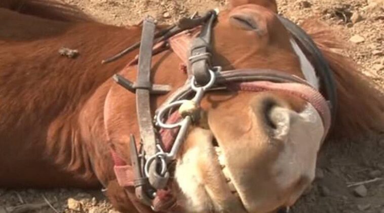 Top Player Magazine un cheval paresseux fait le mort a chaque fois que lon essaie de le monter 1200x667 1