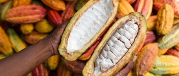 Top Player Magazine Cacao.