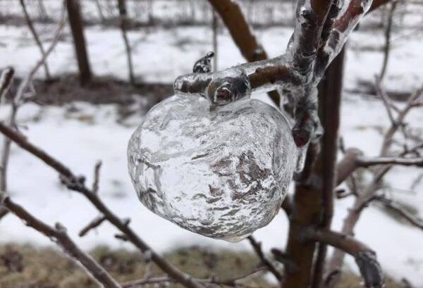 pommes glace insolite 3