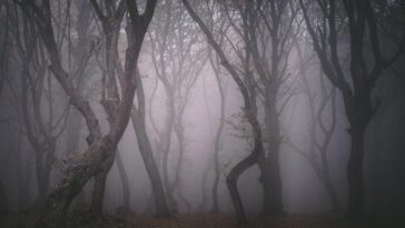 forets hantees hoia baciu roumanie