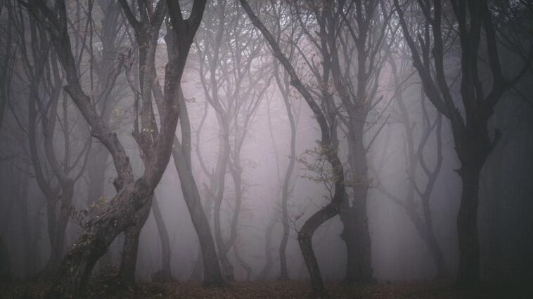 forets hantees hoia baciu roumanie